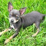 blue chihuahua puppy in grass